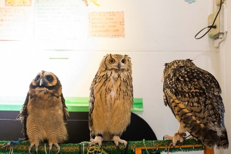 Cafe cú mèo "Akiba Fukurou"