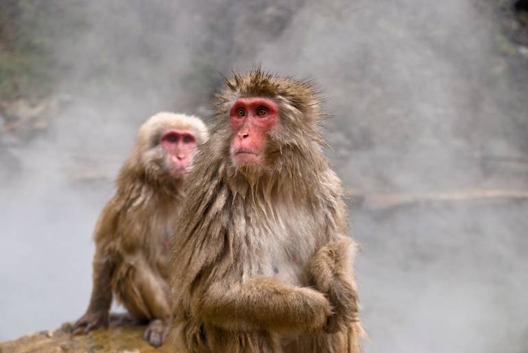 Gặp gỡ các loài động vật hoang dã của Nhật!